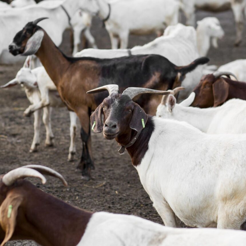 Linha de produção de leite de cabra em pó na Paraíba