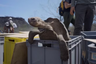Tartaruga-gigante em ambiente natural em Galápagos.