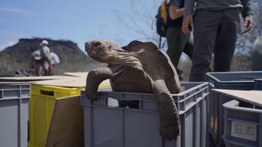 Tartaruga-gigante em ambiente natural em Galápagos.