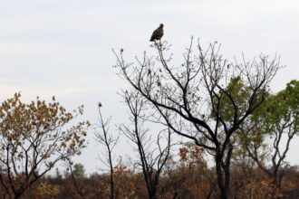Vegetação nativa do Cerrado monitorada por alertas de desmatamento
