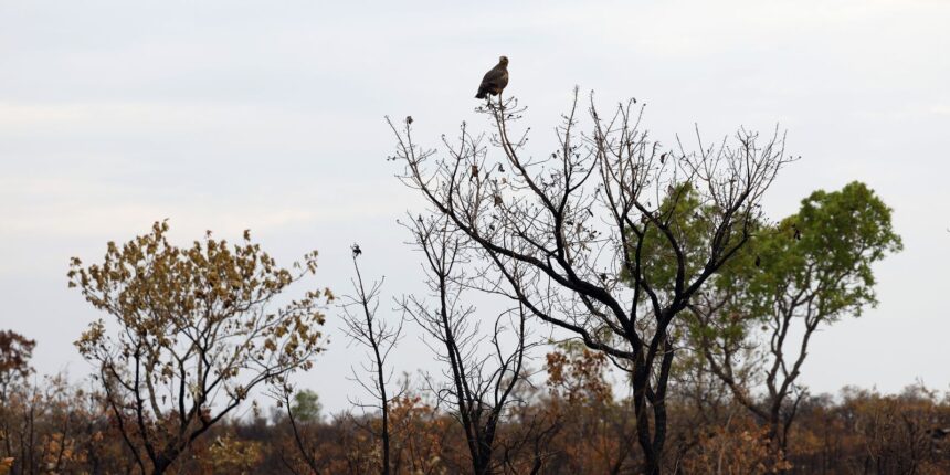 Vegetação nativa do Cerrado monitorada por alertas de desmatamento