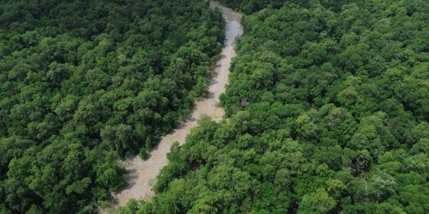Cobra cenográfica usada na Virada Cultural Amazônia de Pé