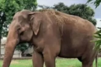 Elefante em área de cativeiro antes da transferência.