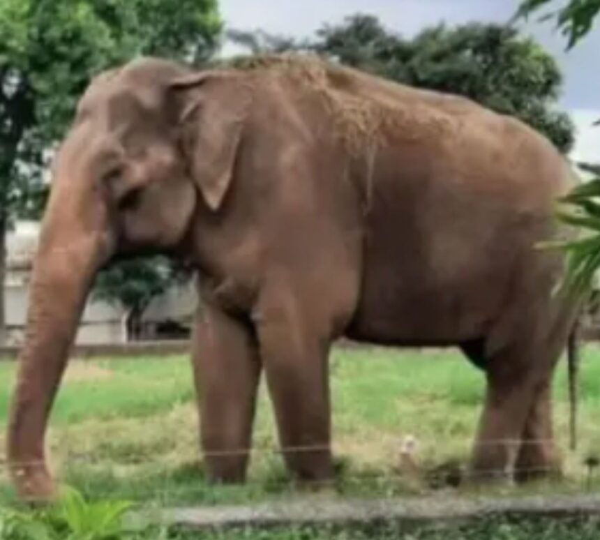 Elefante em área de cativeiro antes da transferência.