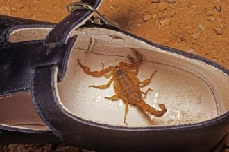 Escorpião dentro de um par de sapatos