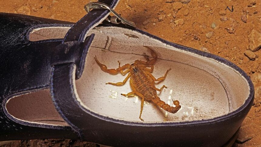 Escorpião dentro de um par de sapatos