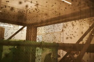 Moscas estéreis usadas no combate à mosca-varejeira