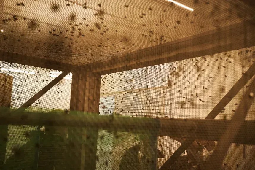 Moscas estéreis usadas no combate à mosca-varejeira