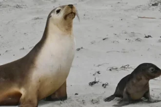 Leão-marinho-australiano com filhote em praia da Austrália do Sul