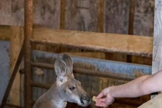 Animal em santuário no Texas