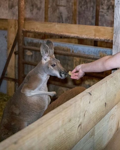 Animal em santuário no Texas