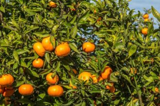 Suco de laranja perde valor com estoques maiores e demanda menor