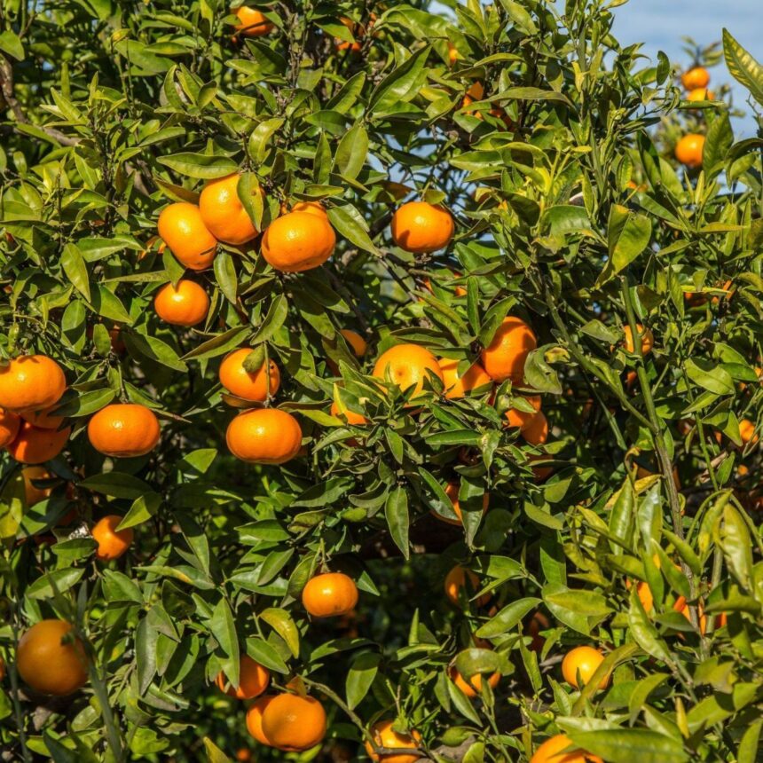 Suco de laranja perde valor com estoques maiores e demanda menor