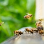 Abelhas menores surpreendem cientistas com visão mais nítida