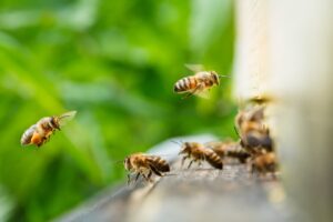 Abelhas menores surpreendem cientistas com visão mais nítida