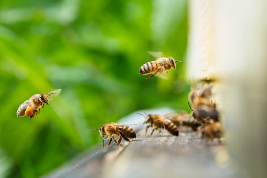 Abelhas menores surpreendem cientistas com visão mais nítida