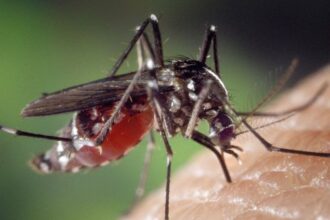 Mosquito Aedes aegypti associado à dengue em São Paulo