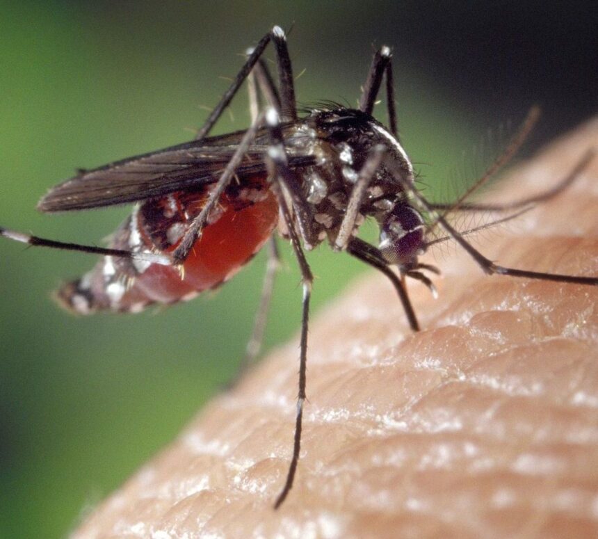 Mosquito Aedes aegypti associado à dengue em São Paulo