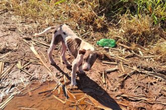 Jovem é presa após cão ser achado desnutrido e ferido no Paraná
