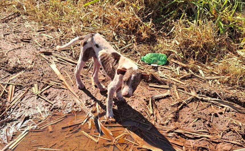 Jovem é presa após cão ser achado desnutrido e ferido no Paraná