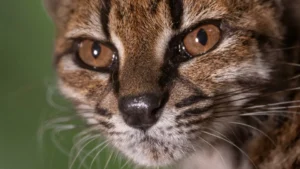 Ilustração ou foto de felino selvagem na natureza.
