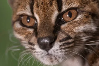 Ilustração ou foto de felino selvagem na natureza.