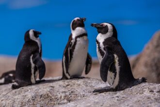 Coletes de cobre ajudam pinguins feridos a cicatrizar no Chile