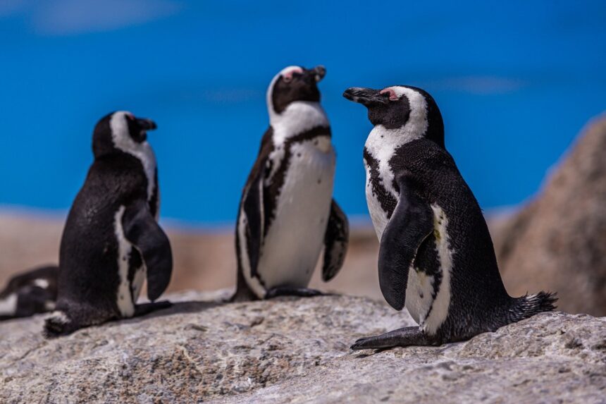 Coletes de cobre ajudam pinguins feridos a cicatrizar no Chile