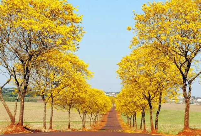Ipês-amarelos em plena floração formam corredor colorido em estrada rural