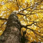 Copa de ipê-amarelo observada de baixo durante a florada