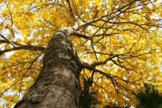 Copa de ipê-amarelo observada de baixo durante a florada