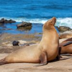 Ácido domoico intoxica leões-marinhos e também ameaça humanos