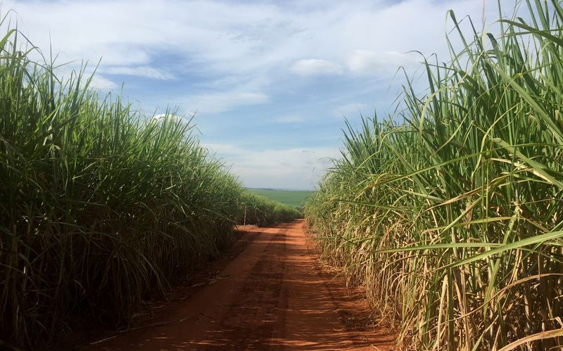 Canavial afetado por excesso de chuvas durante a safra