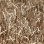 Plantação de trigo pronta para colheita sob céu aberto.