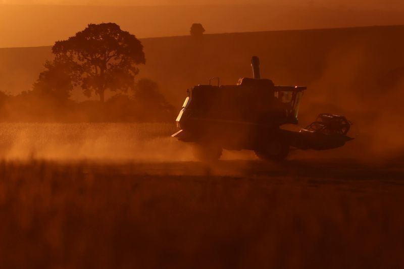 Lavoura de grãos na safra agrícola brasileira