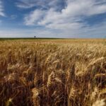 Plantação de trigo sob céu nublado no Brasil