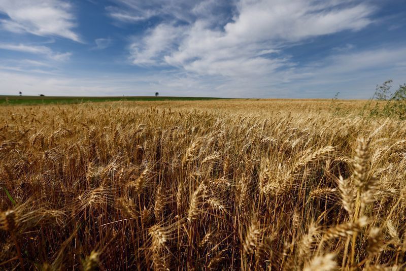 Plantação de trigo sob céu nublado no Brasil