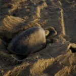 Tartarugas-marinhas de espécie rara que antes só eram vistas em áreas tropicais perto de oceanos aparecem em praias da Califórnia