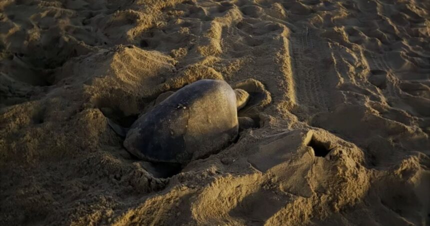 Tartarugas-marinhas de espécie rara que antes só eram vistas em áreas tropicais perto de oceanos aparecem em praias da Califórnia