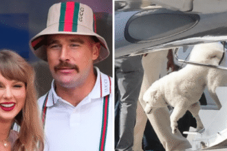 Taylor Swift e Travis Kelce são pais de um novo cachorro