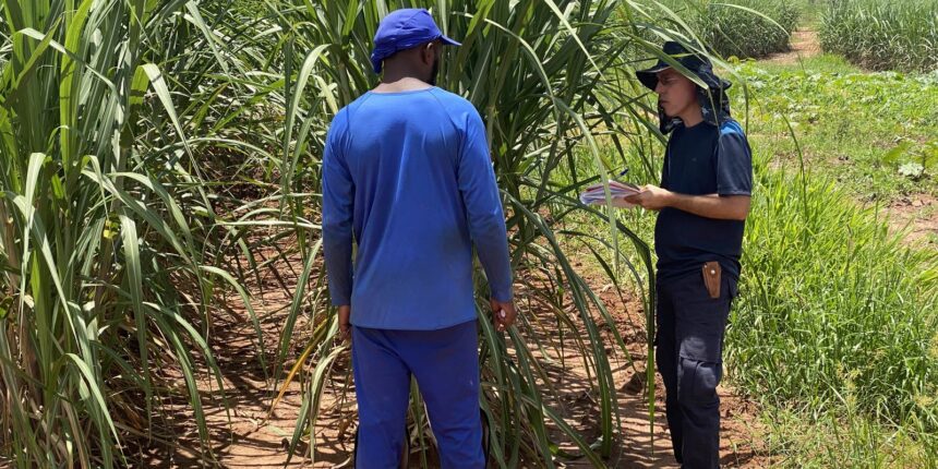 Trabalhadores em situação análoga à escravidão são resgatados em usina